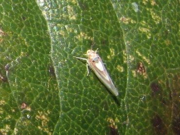 Cicadellidae: Zygina lunaris